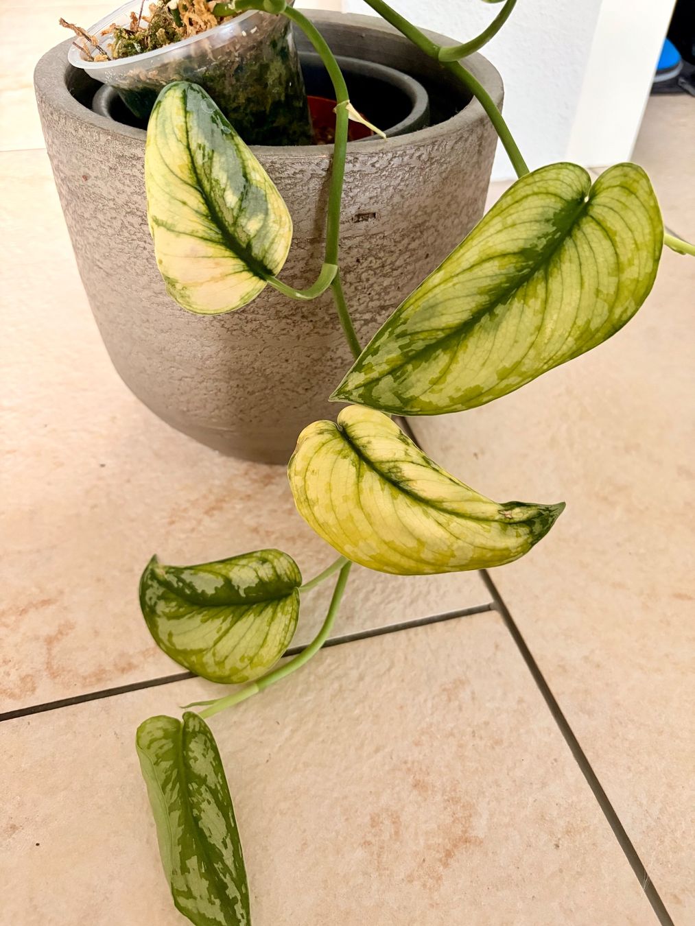 Piante & sementi: Scindapsus bakunawa variegated – Usato da Kaiseraugst venduto da dka_b97z 2