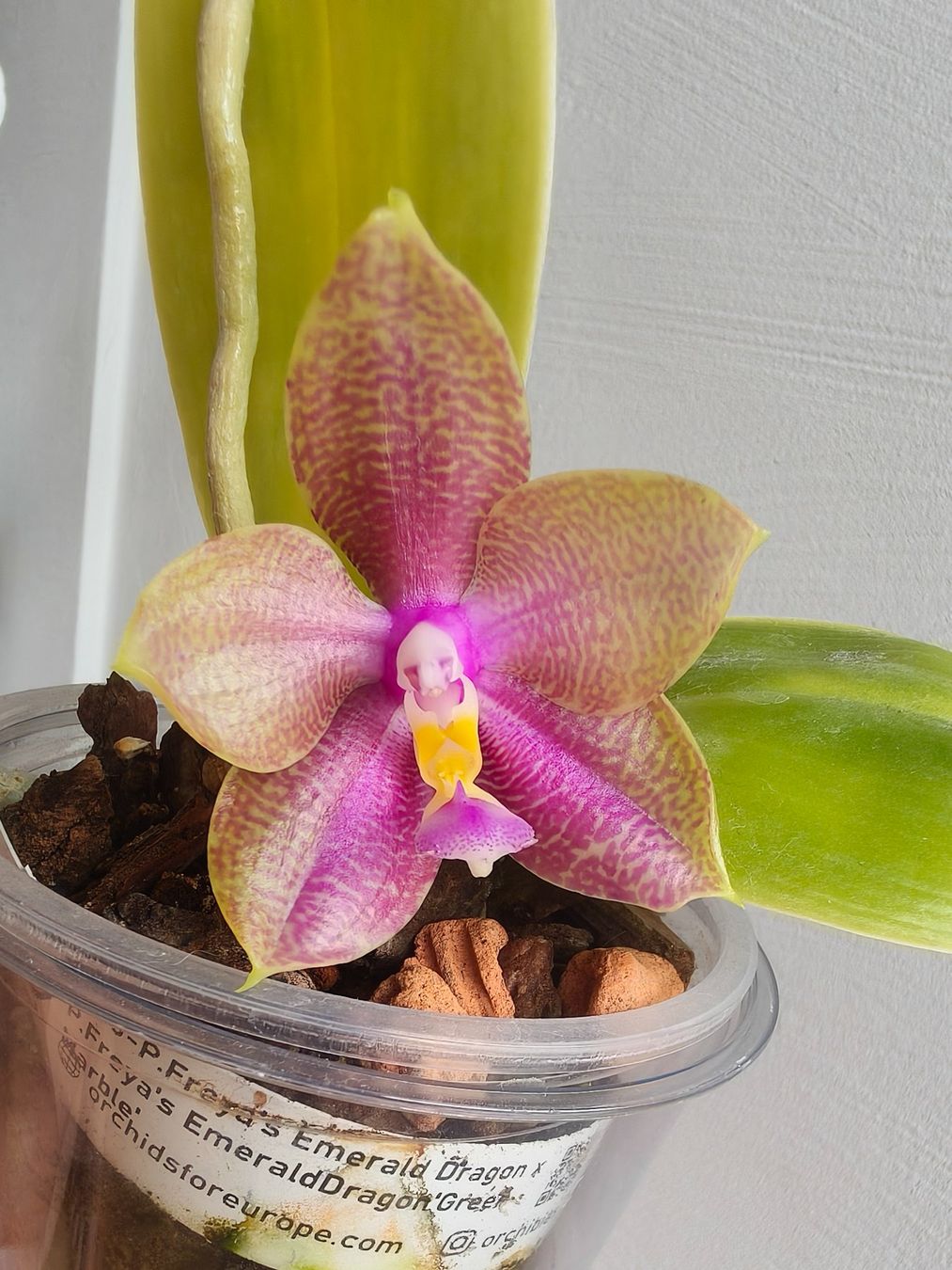 Piante & sementi: Phalaenopsis Freya Emerald Dragon – Usato da Chamoson venduto da Yuriyaa