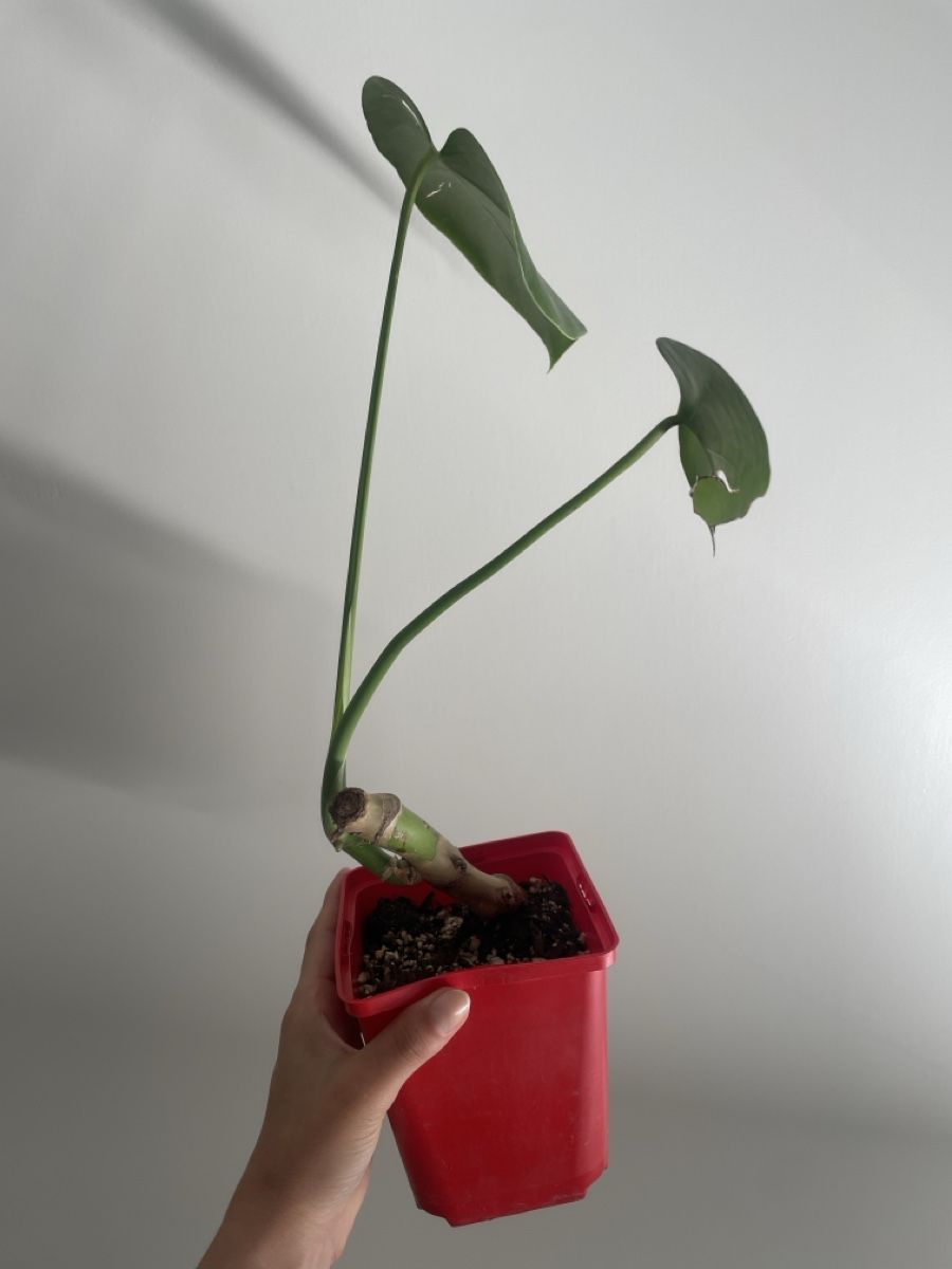 Piante & sementi: Baby monstera – Usato da Bern venduto da adr_62mn 2