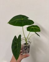 😍 Alocasia Frydek Baby (Nr. 10)