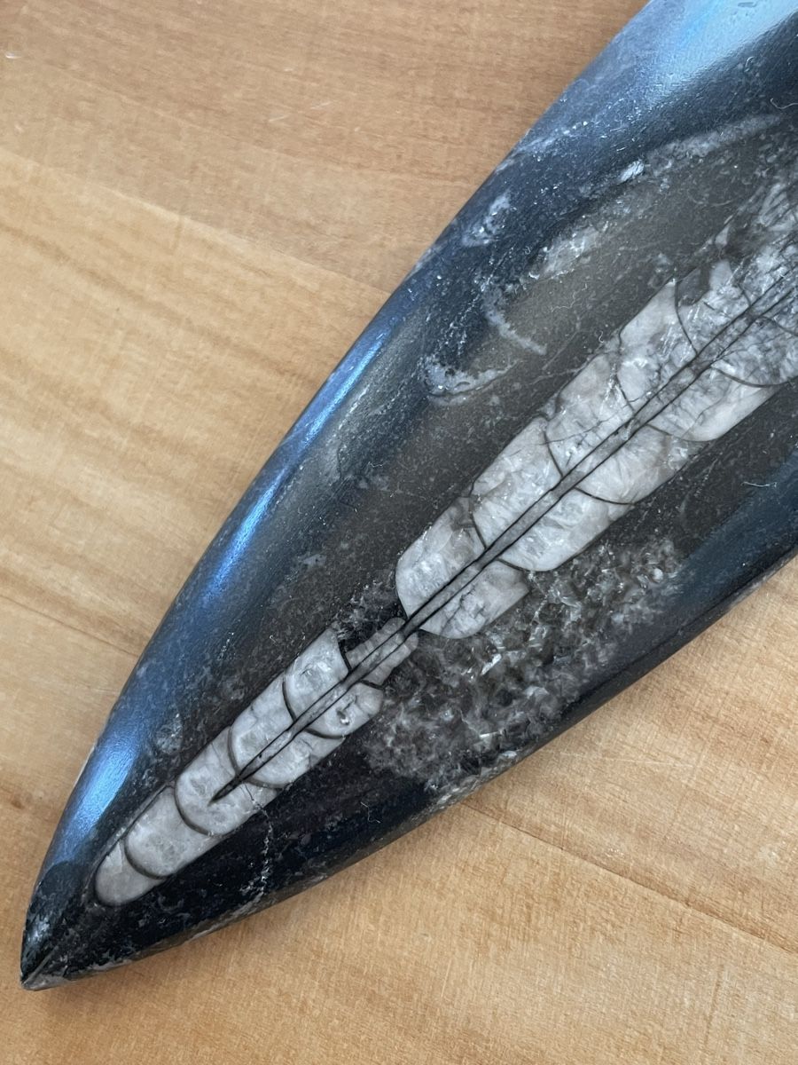 Fossilien: Orthocera Versteinerung – Gebraucht aus Rümlang von SchumBru10 1