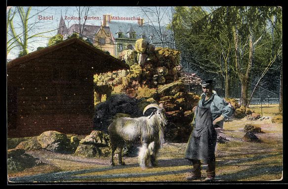 Cartoline postali: Basel, Mähnenschaf im Zoologischen Gart – Usato da Berlin venduto da bartko-reher