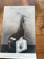 Alte Ansichtskarte Kap. Frohn's dressierte Seelöwen 1 Stk