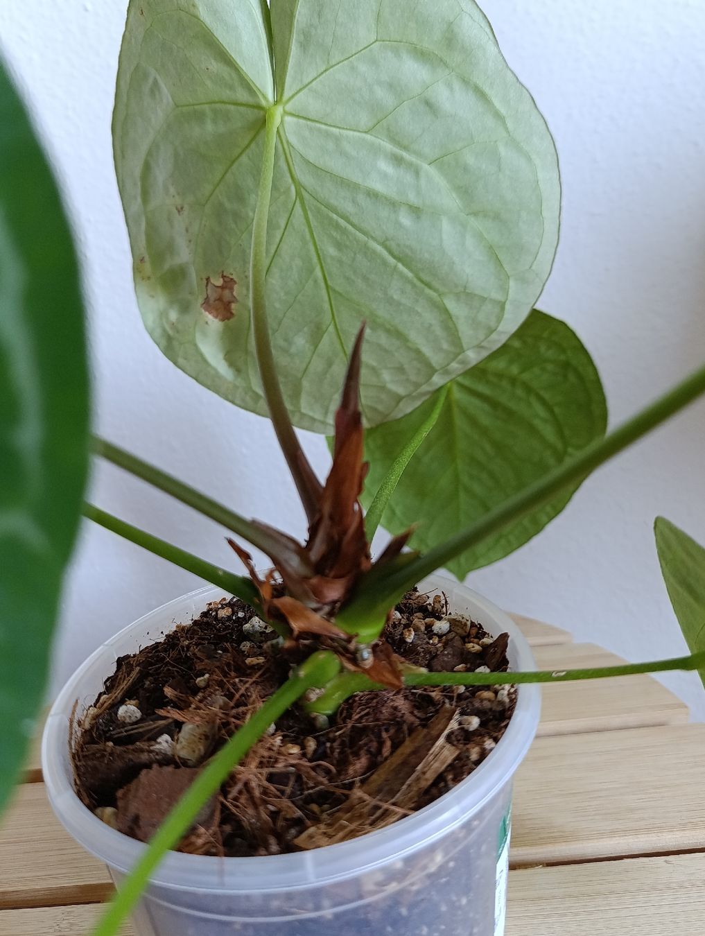 Pflanzen & Samen: Anthurium  – Gebraucht aus Baar von L.isa28 5