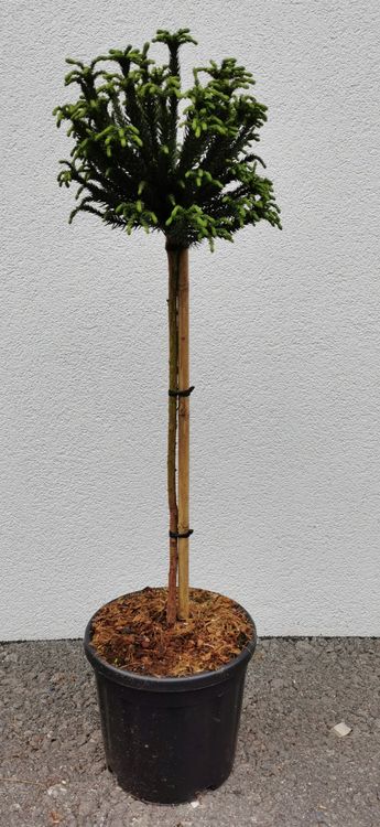 Sicheltanne, Cryptomeria japonica Dinger | Kaufen auf Ricardo