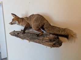 Top Fuchs Präparat in Lebensgrösse