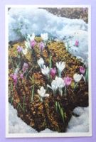 Crocus vernus