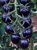 Indigo Blue Berries BIO  - Kirschtomate - 15 Samen