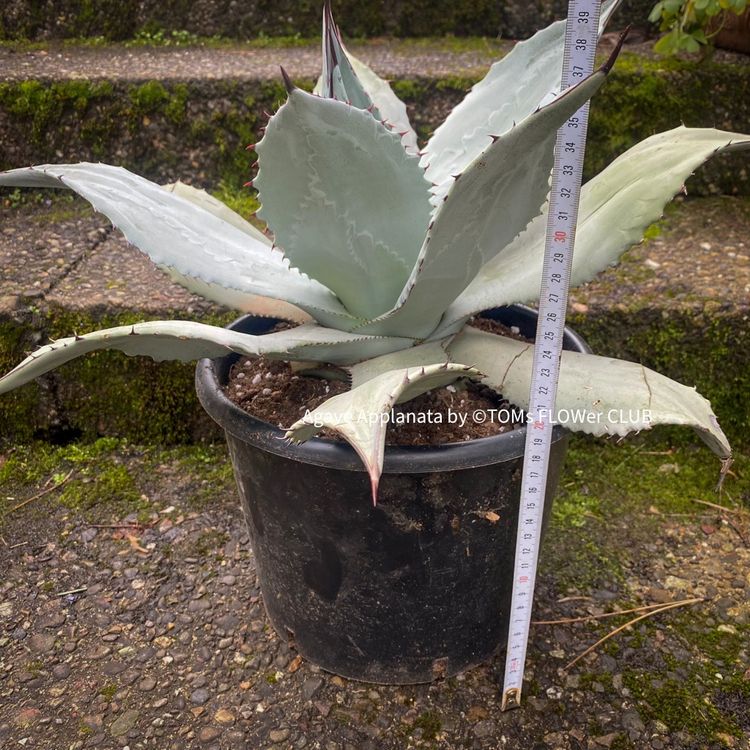 Agave Applanata 40cm - winterhart (Neu (gemss Beschreibung)) in Adliswil  fr CHF 153  mit Lieferung auf Ricardo kaufen