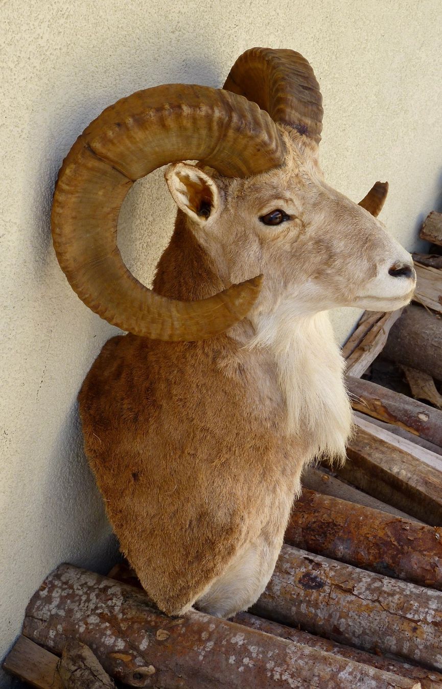 Il mondo degli animali: URIAL  (ovis orientalis) – Usato da Sorens venduto da raffiot