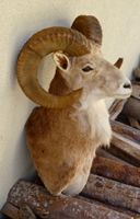 URIAL  (ovis orientalis)