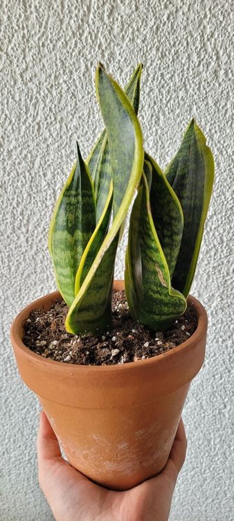 Sansevieria Trifasciata 2 Pflanzen Kaufen Auf Ricardo 