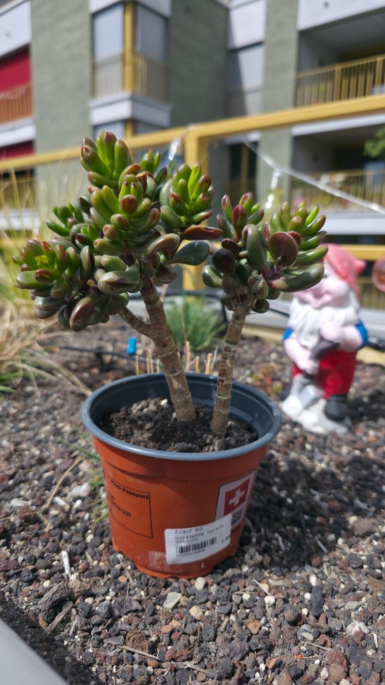Piante & sementi: Crassula ovata "Hobbit"🐸 – Nuovo (secondo la descrizione) da Zürich venduto da The_Plant_Wizard 1
