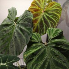 Profile image of nagu00