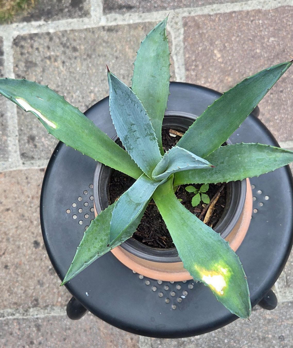 Pflanzen & Samen: Agave, kein Kaktus, eine Sukkulente – Gebraucht aus Würenlos von Browni01 2