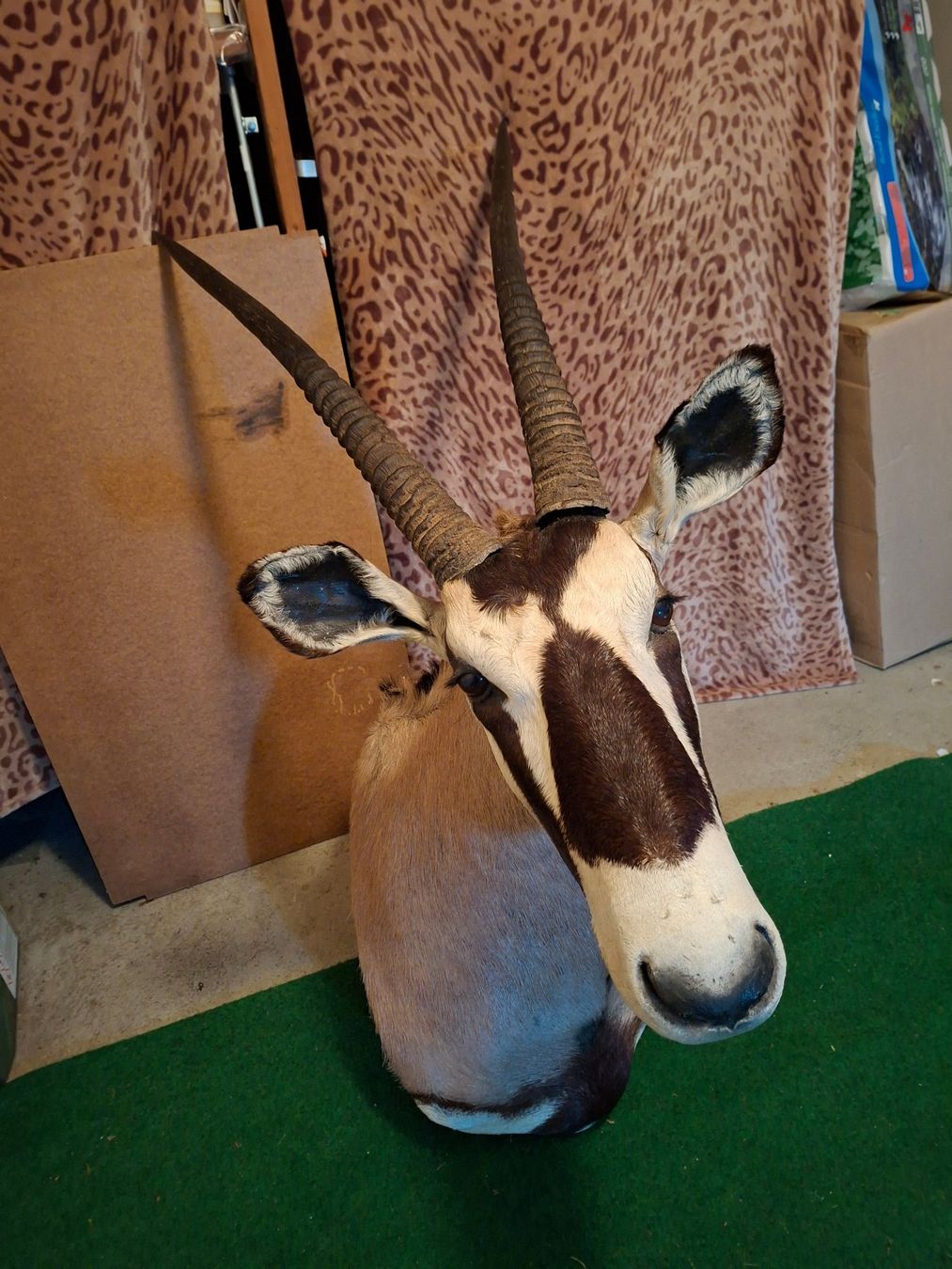 Sonstiges zum Sammeln & Seltenes: Oryx Trophäe – Gebraucht aus Wiesendangen von franz369