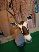 Oryx Trophäe