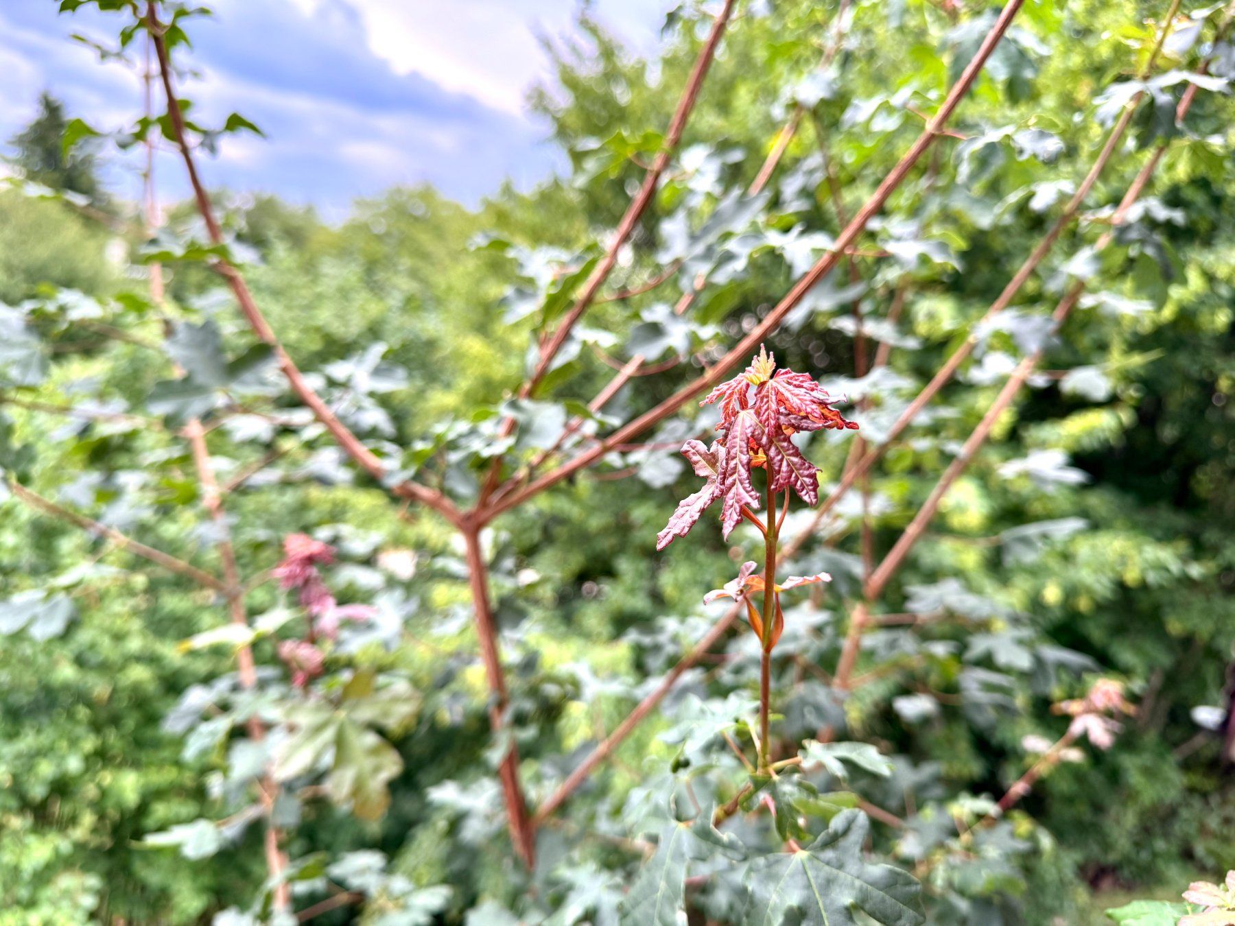 Piante & sementi: Feldahorn (field maple) – Usato da Schlieren venduto da Edgar_k 3