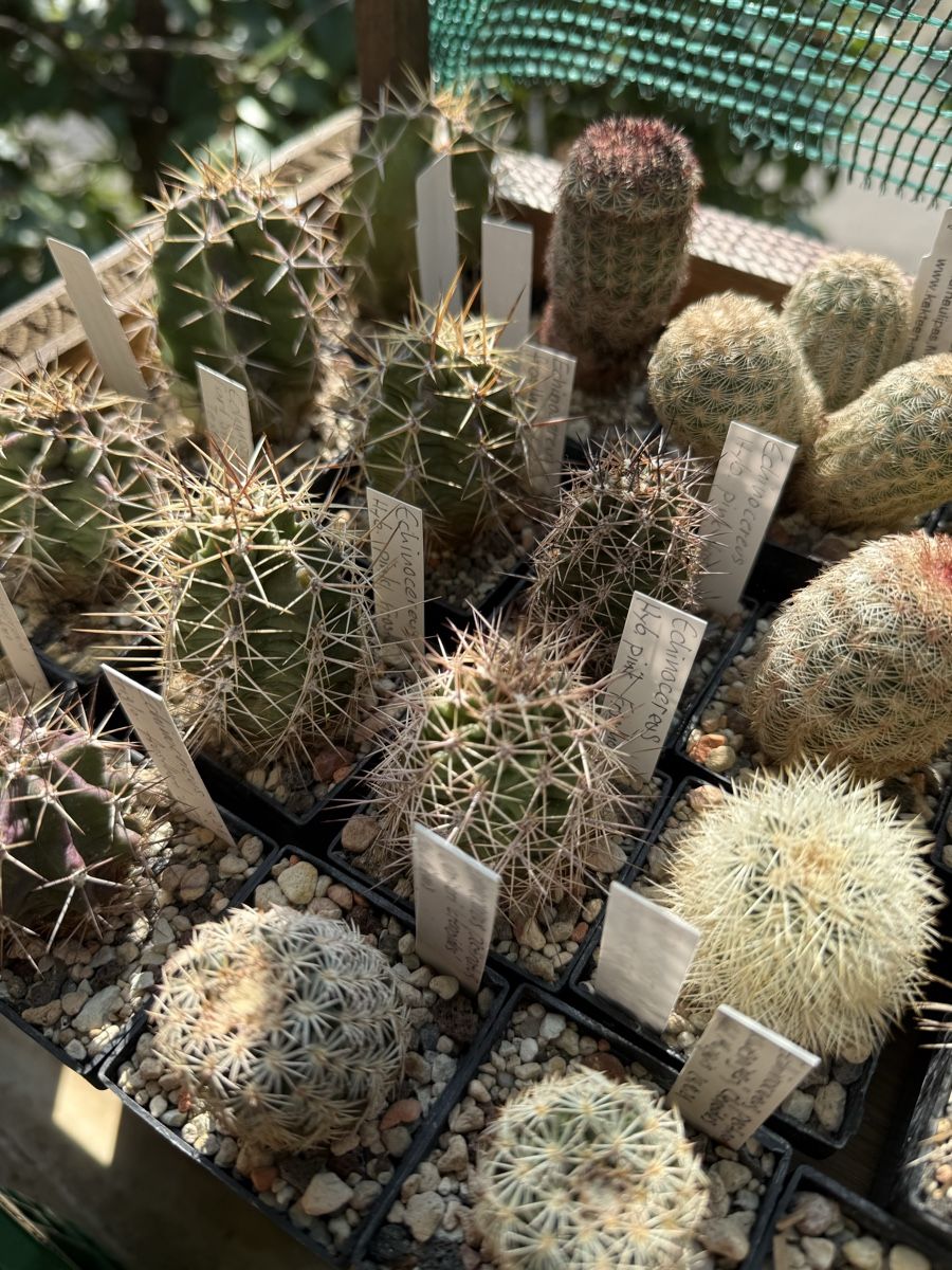 Piante & sementi: Echinocereus Hybride frosthart – Usato da Rorbas venduto da SimS0n 2