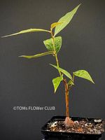 BRACHYCHITON POPULNEUS - australischer Flaschenbaum