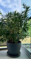 Schöner grosser Oleander (rosa) im Topf, ca. 130 cm, buschig