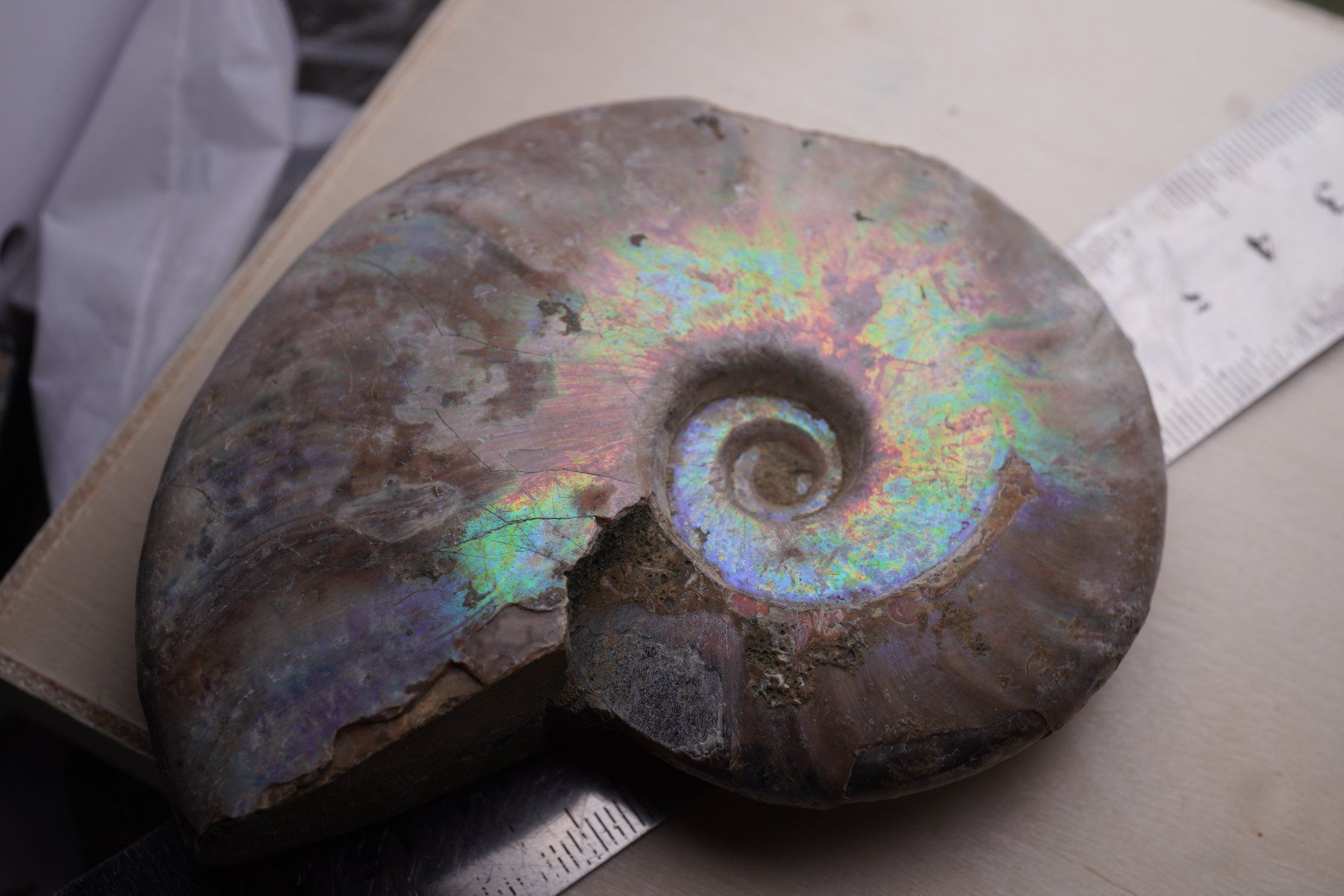 Minéraux & Lithothérapie: Ammonit  Opalisiert   Wunderschön  ca  95mm – Neuf avec emballage d'origine à Eschenbach SG par topstone 3