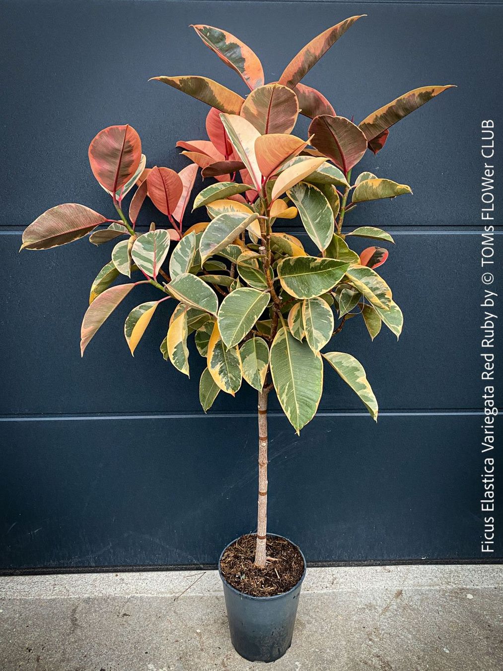 Piante & sementi: Ficus Elastica Variegata Red Ruby - rund 140cm Bäumchen – Nuovo e nell'imballaggio originale da Adliswil venduto da astom369 1