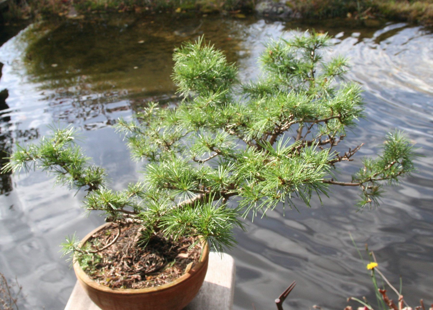 Piante & sementi: BONSAI  -  Himalaya-Zeder – Usato da Gretzenbach venduto da Sikim