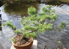 BONSAI  -  Himalaya-Zeder