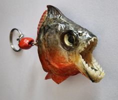 Präparatoren Red Belly Predator Piranha ,Neu