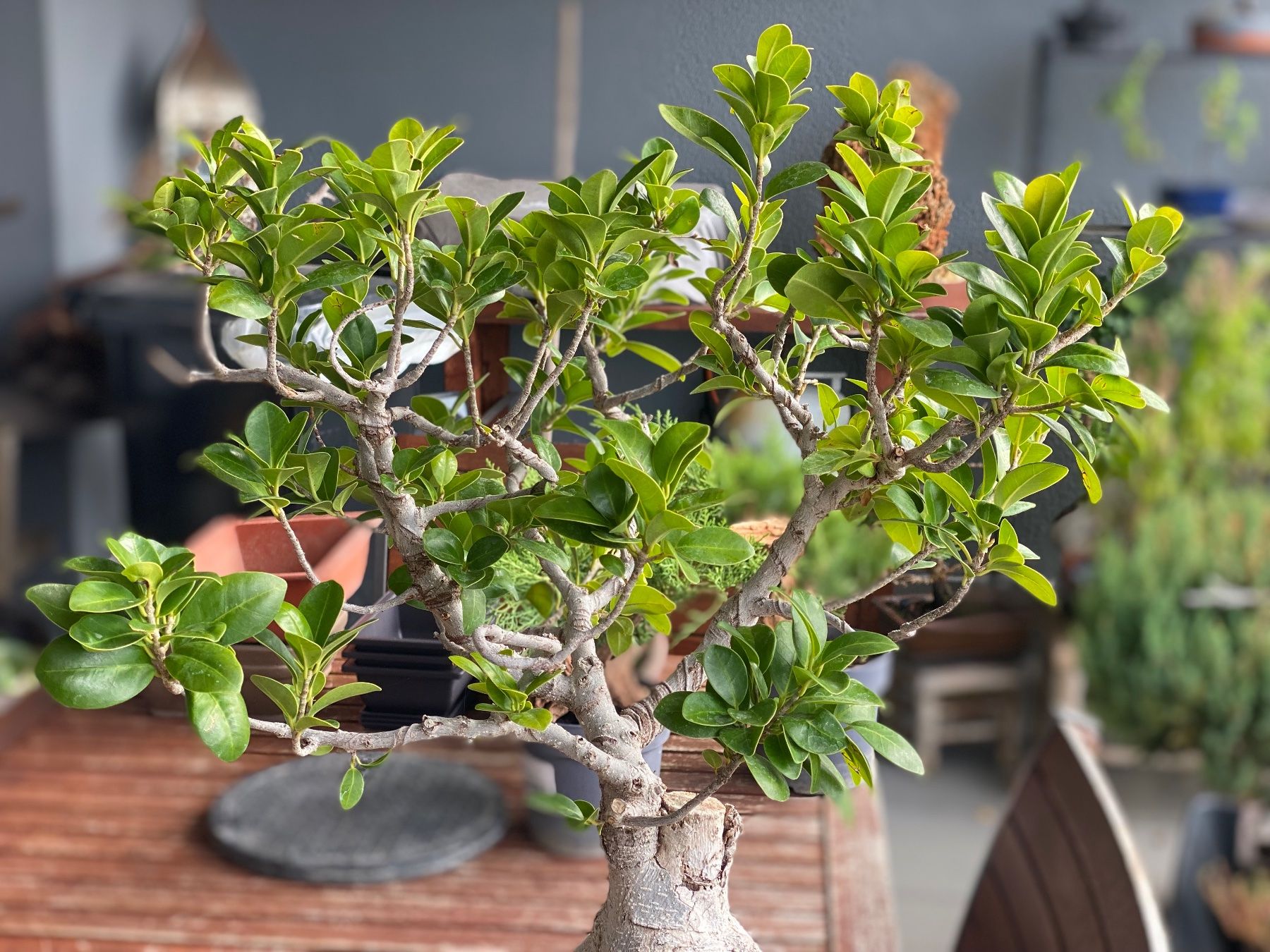 Piante & sementi: Ficus – Usato da Aarau Rohr venduto da Sergiomendez 2