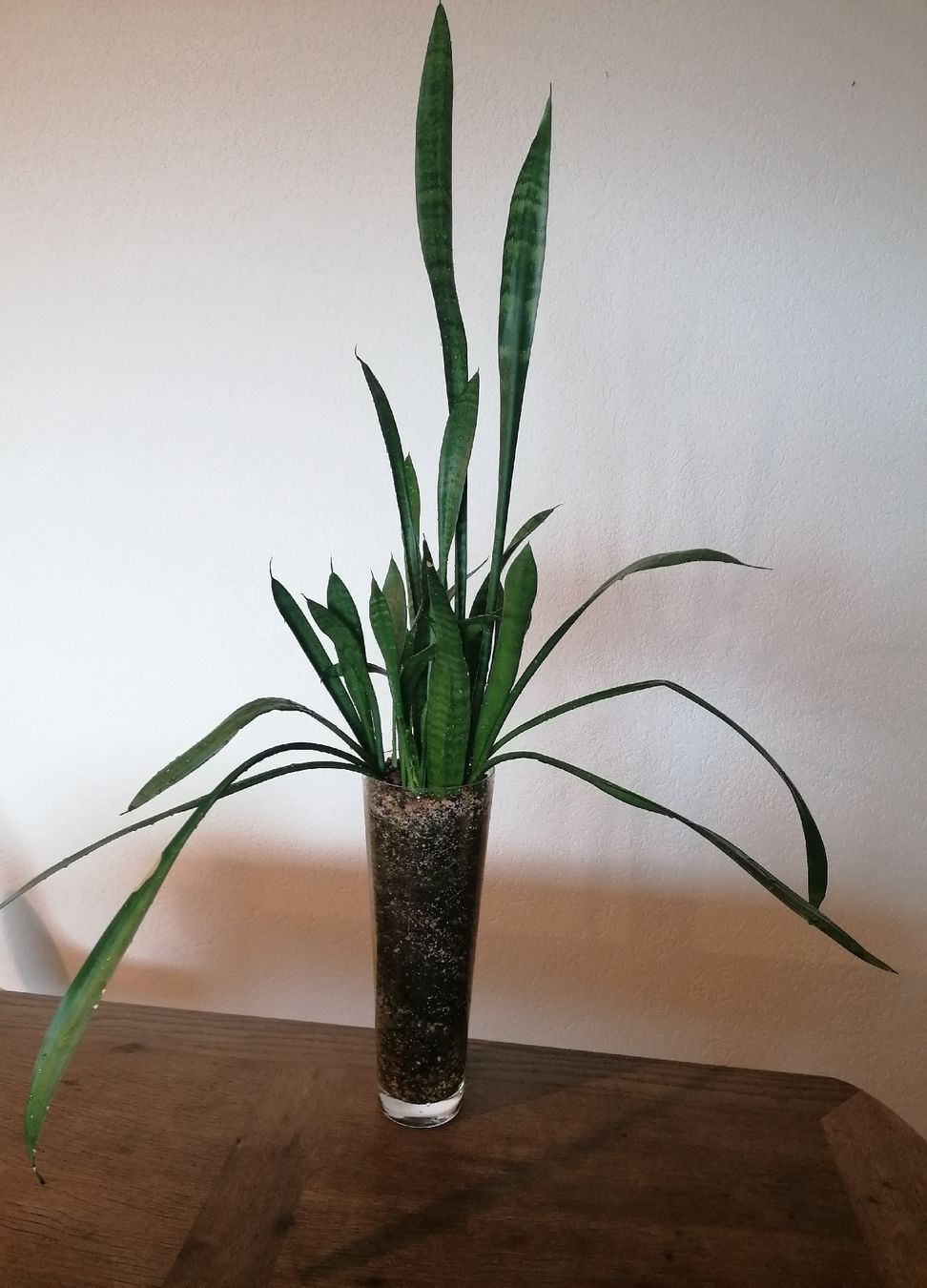 Piante & sementi: Grand Sansevieria - arrosage minimal – Usato da Le Mont-Pèlerin venduto da dundun1