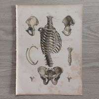 Antiker RUMPF Stahlstich 1864 MEDIZIN Anatomie
