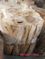 Fossil Beistelltisch Hocker Tisch Säule Versteinertes Holz