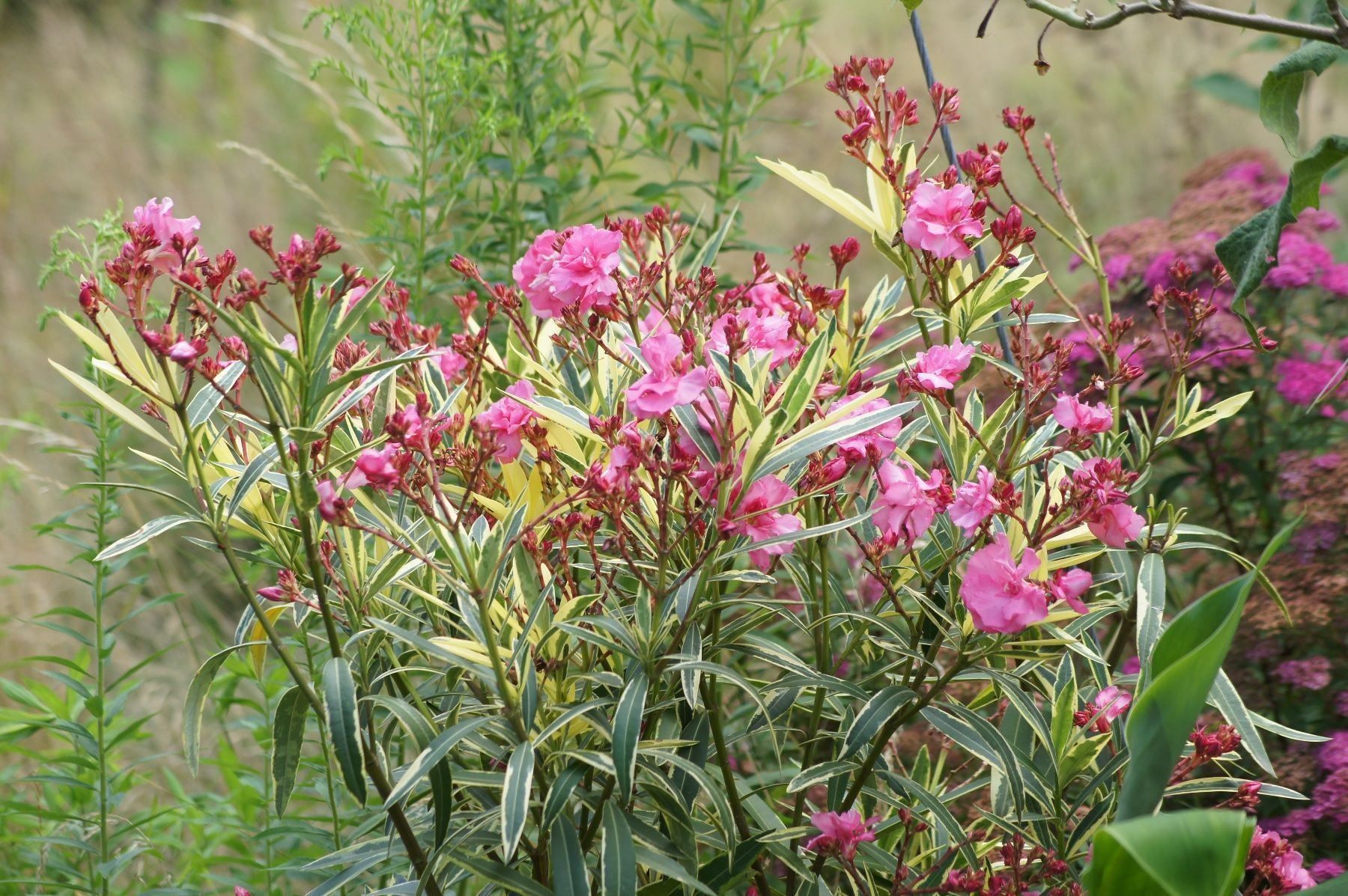 Piante & sementi: Oleander mit panaschierten Blättern (Versand möglich ) – Usato da seon venduto da Agnom 4