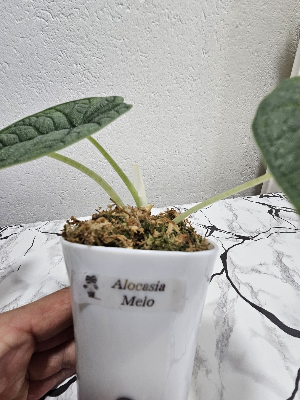 Pflanzen & Samen: Alocasia Melo – Neu (gemäss Beschreibung) aus Utzenstorf von Dac_mk 2