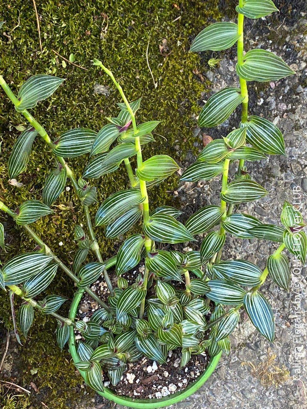 Pflanzen & Samen: Callisia Elegans verzaubert Dich mit ihren Blättern – Neu und originalverpackt aus Adliswil von astom369 7