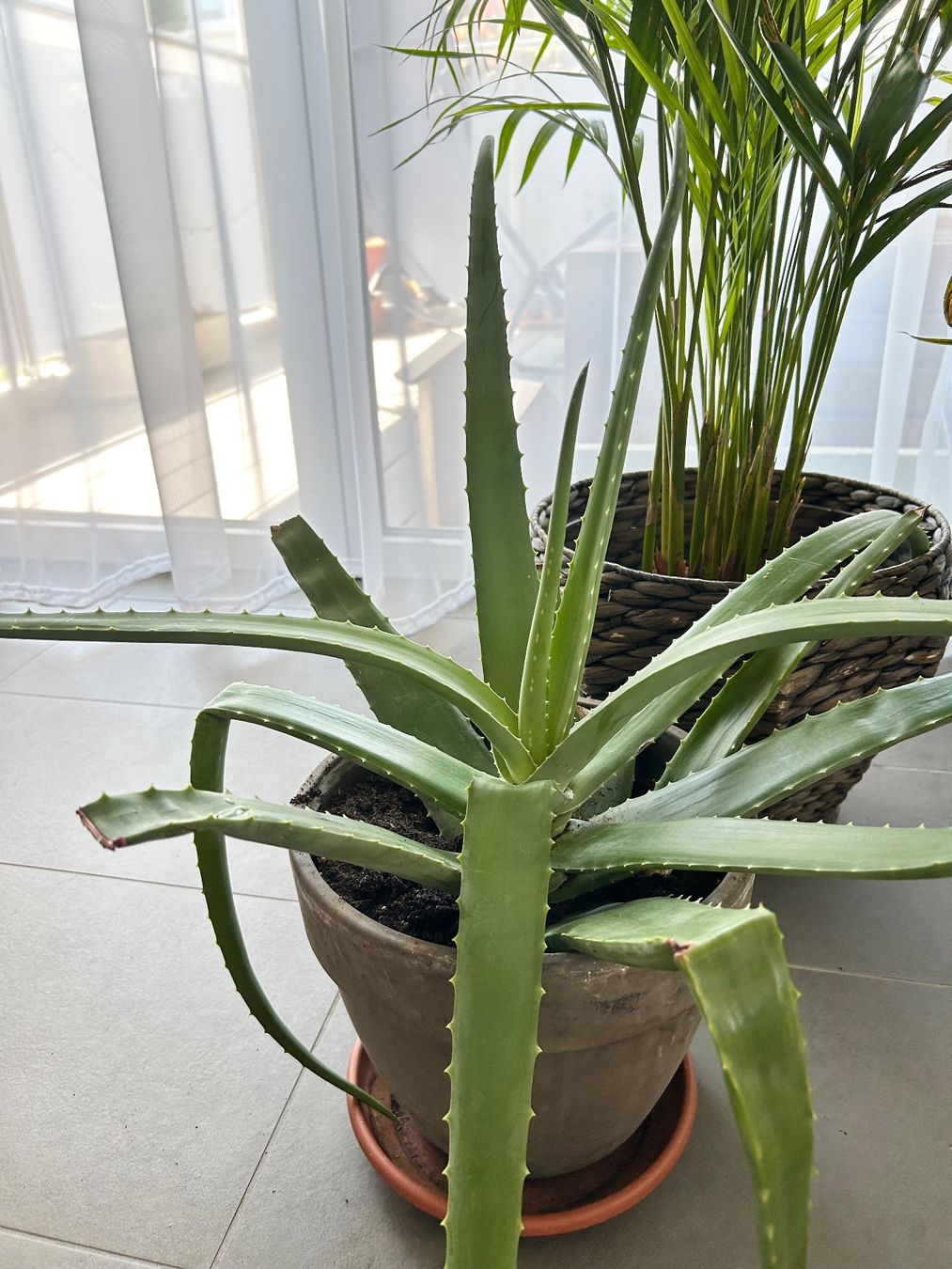 Piante & sementi: Aloe vera – Usato da Wynau venduto da Trixli86 1