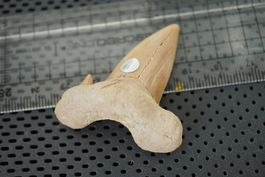 Hai  Zahn  Fossili   Otodus obliqu   Sammlerstück