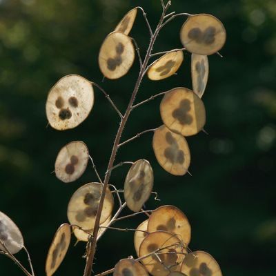 Alle Dekorationen: Silberblatt, Trockenblume zur Deko – Neu (gemäss Beschreibung) aus St. Antoni von Pepita82 2