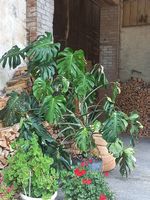 Magnifique Monstera de 160cm de haut facile d'entretien
