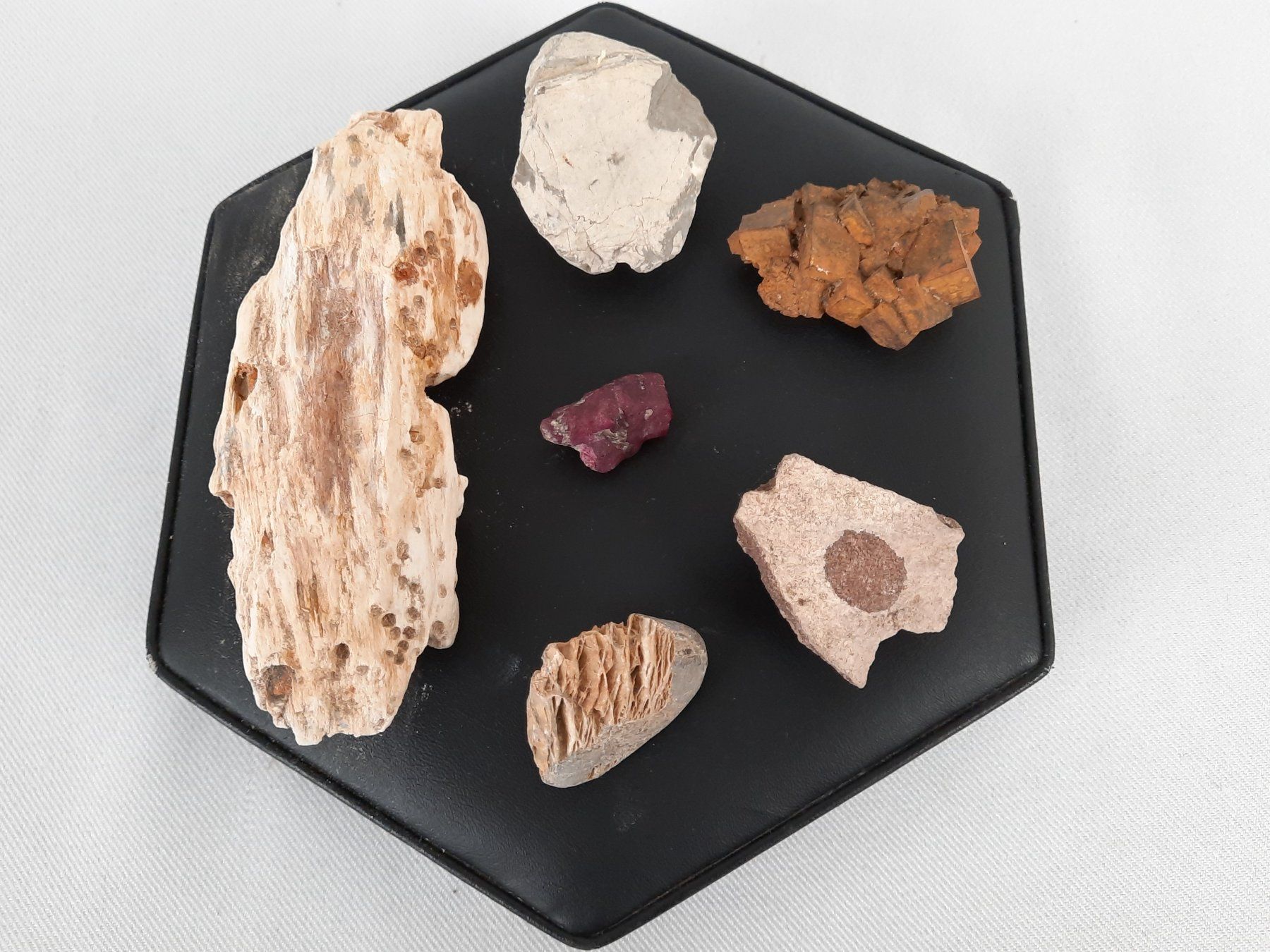 Fossili: Div. Versteinerungen – Usato da Beinwil am See venduto da Restwert_Beinwil 5