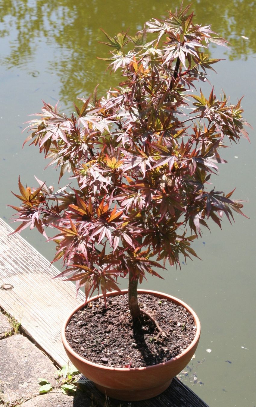 BONSAI - Japanischer Fcherahorn "Shaina" (Neu (gemss Beschreibung)) in  Gretzenbach fr CHF 78  nur Abholung auf Ricardo kaufen