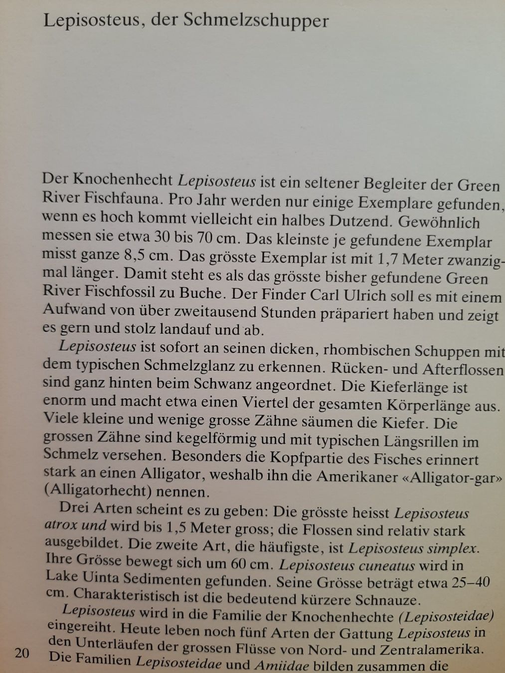 Fossili: Fossiler Fisch, Knochenhecht – Usato da Rickenbach BL venduto da Oktober68 9