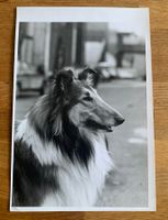 Schönes Foto eines Collie !