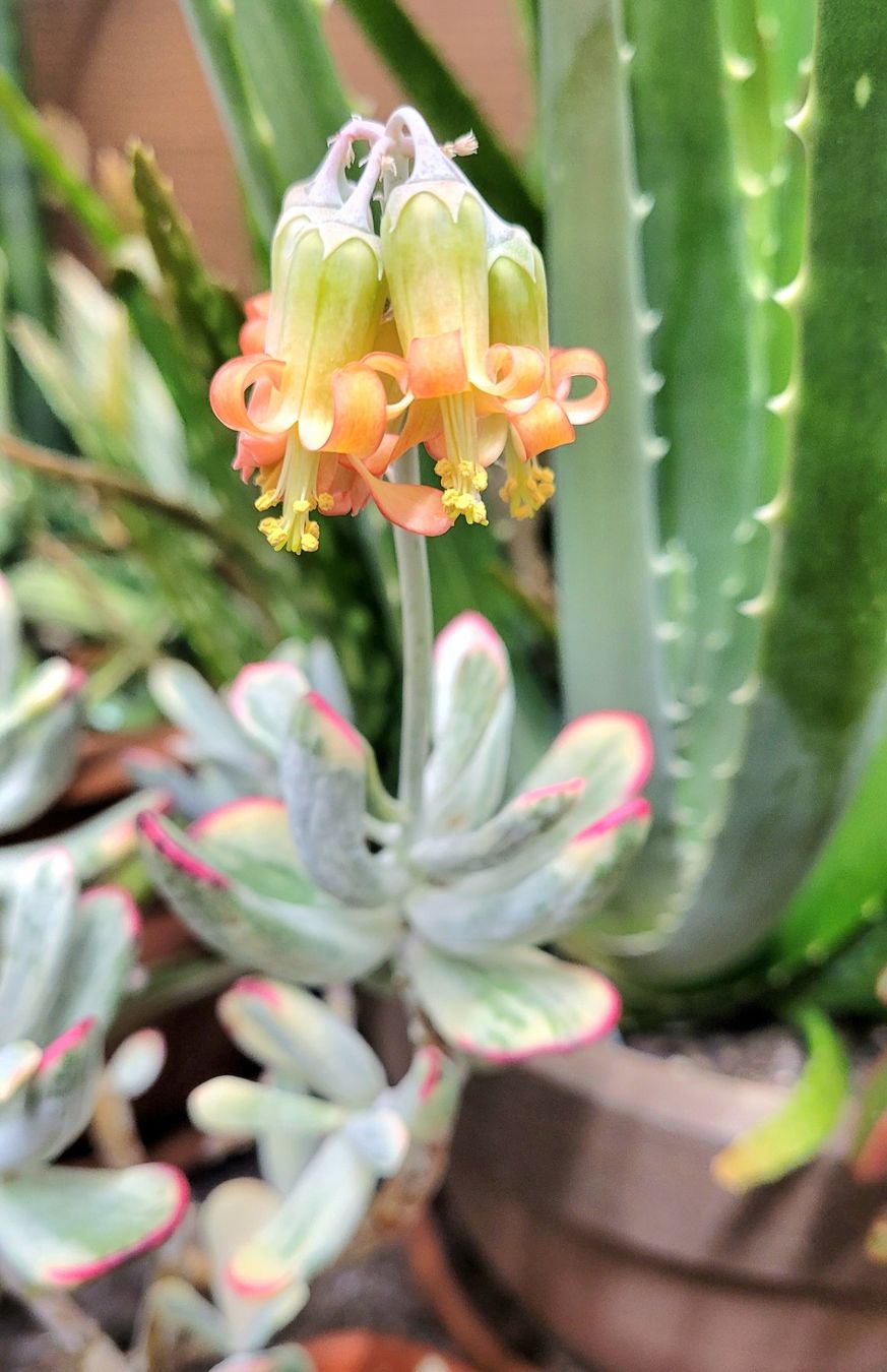 Piante & sementi: Sukkulente Cotyledon flaganii variegata – Nuovo (secondo la descrizione) da Zürich venduto da The_Plant_Wizard 2