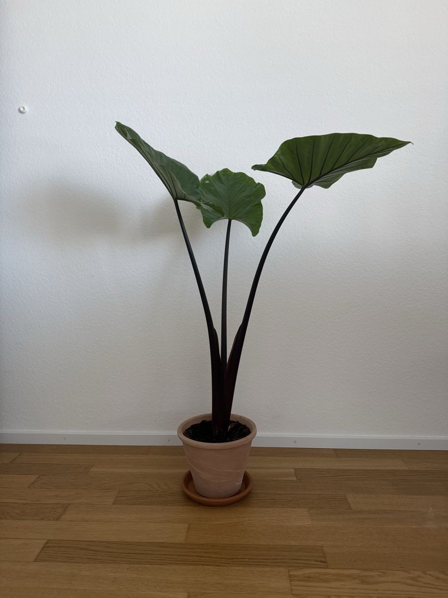 Pflanzen & Samen: Plante – Neu (gemäss Beschreibung) aus Basel von ina_c9yy