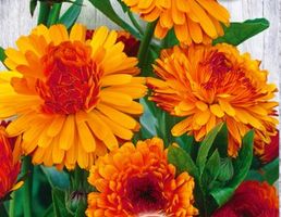 RINGELBLUME Indian Prince / Calendula officinalis / 20 Samen
