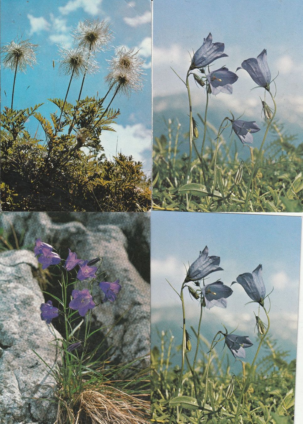 Cartes postales: 40 Schöne Blumenkarten – D'occasion à Lumbrein par made02 4