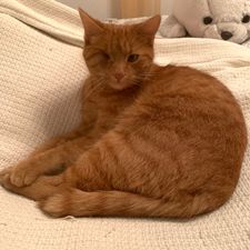 Profile image of Tipi